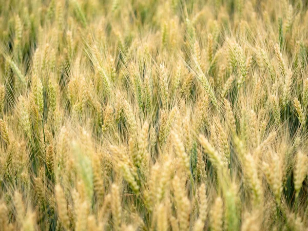 Rågspindlar ute på fältet. Unga veteöron. Naturlig bakgrund. Närbild. Mjuk inriktning. — Stockfoto