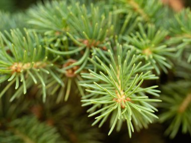 Spruce şubesi kapanıyor. Sığ odak atışı. Noel tatili geçmişi kavramı