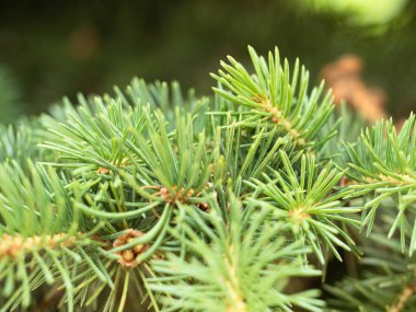 Spruce şubesi kapanıyor. Noel tatili için doğal arka plan