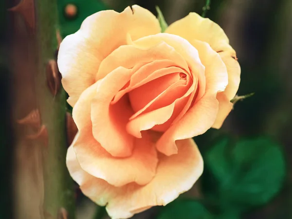 Blooming rosebud. Close up view. Tea-colored flower — Stock Photo, Image