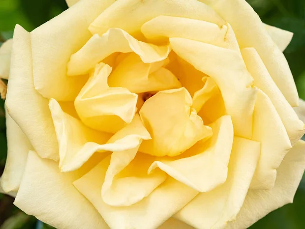 Blooming yellow rose bud macro shot. View to petals close-up — Stock Photo, Image