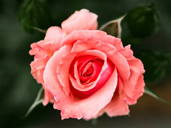 Brote de una rosa roja floreciente. Disparos macro, primer plano. Vista superior del patrón de pétalos. — Foto de Stock