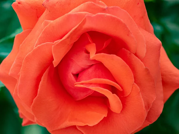 Rosa escarlata Bud de cerca — Foto de Stock