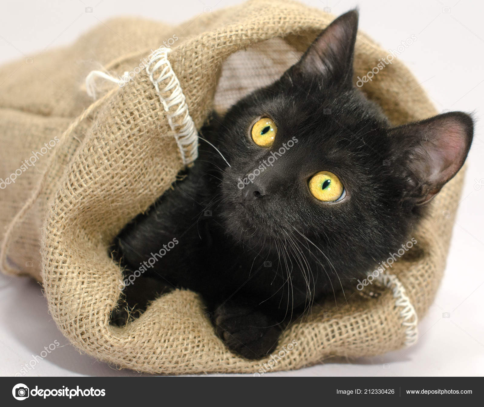 Black bag with yellow eyes new arrivals
