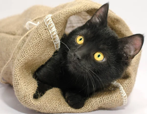 siyah parlak sarı gözlü, namlu bir çul çanta dışarı itme.