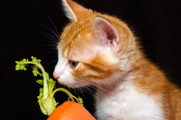 yeşil top ile turuncu havuç küçük kırmızı şeritli yavru kedi kokuyor