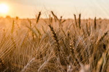 Olgun kulaklara günbatımı güneş arka plan sahasında sarı çavdar