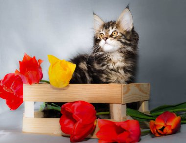 Maine Coon renkli tekir mezarda ışık gri arka plan üzerinde altı farklı renkte lale ile rengarenk bir küçük kedicik