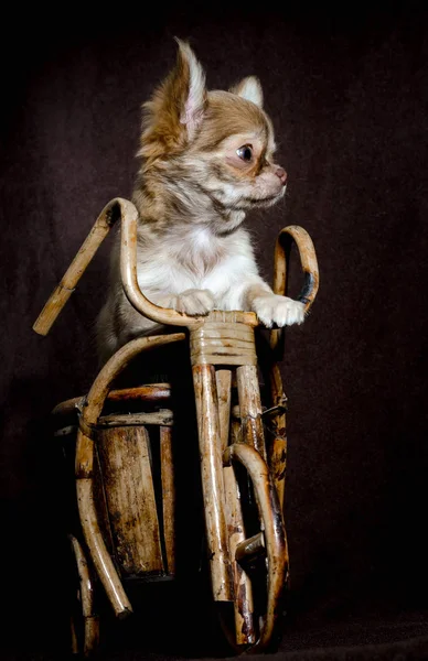 Retrato de un cachorrito chihuahua de pie sobre sus patas traseras en una bicicleta de juguete de madera sobre un fondo marrón oscuro — Foto de Stock