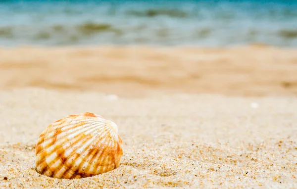 Conchiglia arancio brillante rigata in sabbia di quarzo contro il blu — Foto Stock