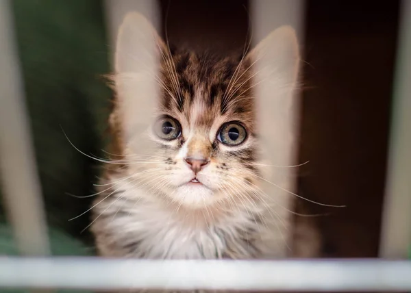 Small kitten in the cage looks through the bars with the reflection of rods in the eyes — Stock Photo, Image