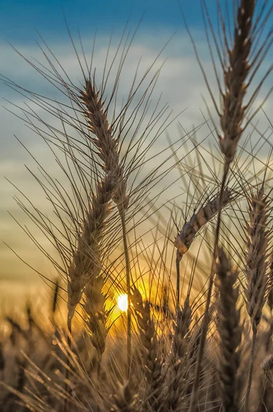 Råg Fältet Sunset Mogen Öron Närbild Bakgrund Inställningen Solen — Stockfoto