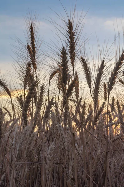 Gula Råg Fältet Sunset Mogen Öron Närbild Bakgrund Inställningen Solen — Stockfoto