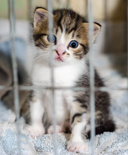 Piccolo Gattino Dagli Occhi Azzurri Colore Tabby Fissa Sorpresa Dalla — Foto Stock