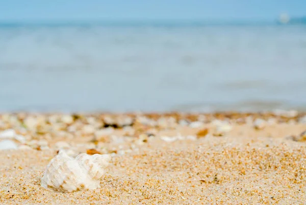 Gebogene Muschel Quarzsand Gegen Das Blaue Meer Und Die Schiffssilhouette — Stockfoto
