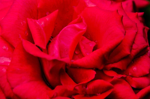 Bright Flower Scarlet Red Rose Closeup Macro — Stock Photo, Image