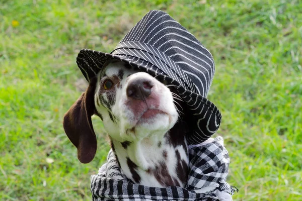 Dalmatische hond in een gestreepte hoed en een geruite sjaal om zijn nek — Stockfoto