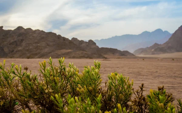 Planta Verde Com Pequenas Flores Fundo Das Montanhas Deserto Sharm — Fotografia de Stock