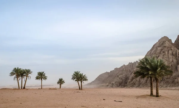 Palmeiras Verdes Fundo Deserto Egito Das Montanhas — Fotografia de Stock