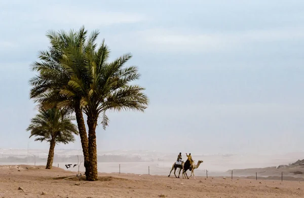 Människor Rida Kameler Öknen Sharm Sheikh Egypten — Stockfoto