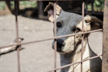 kafeste oturan üzgün gözlerle melez köpek