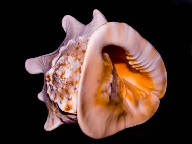 büyük portakal okyanus kabuğu tamamen siyah bir zemin üzerine