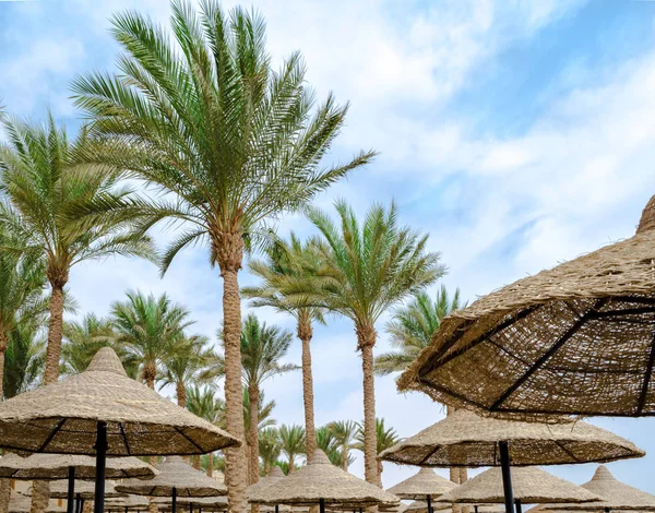 date palms and big beach umbrellas from the reeds are shot from below against the blue sky and clouds