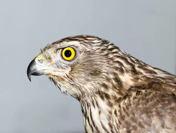 predatory bird hawk with bright yellow eye close-up on a gray background shot from the side