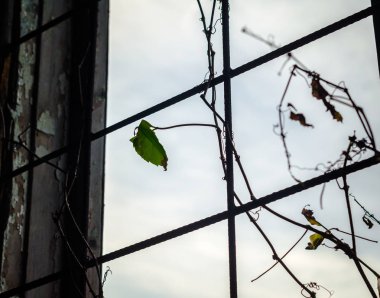 bir kafes pencerede bir yeşil yaprak