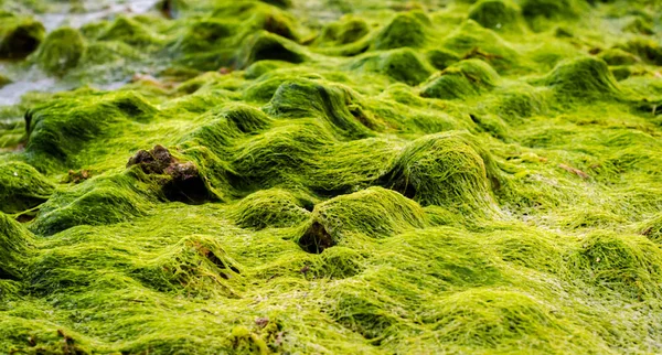 Grüne Meerespflanze Auf Steinen Aus Nächster Nähe — Stockfoto