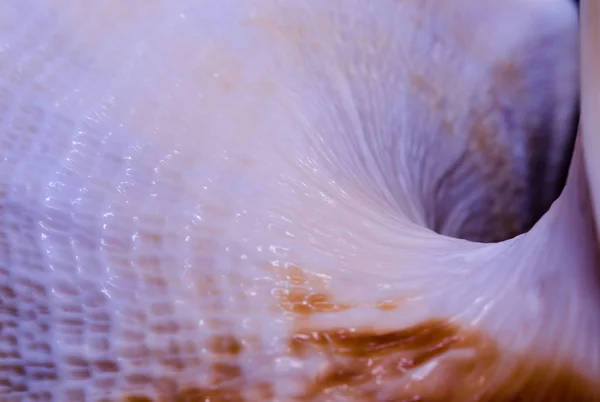 Фрагмент Большой Океанической Раковины Абстрактной Текстуры Синего Оранжевого Цвета Темной — стоковое фото