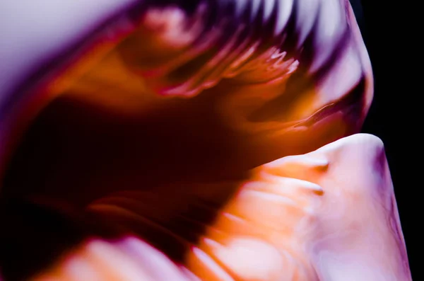 Фрагмент Большой Океанической Раковины Абстрактная Текстура Оранжевый Фиолетовый Черной Дырой — стоковое фото