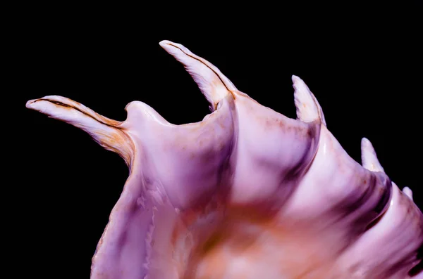 Fragmento Una Gran Concha Oceánica Sobre Fondo Negro Macro Primer —  Fotos de Stock