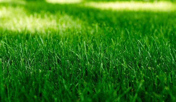 Texture Green Grass Lawn Park — Stock Photo, Image