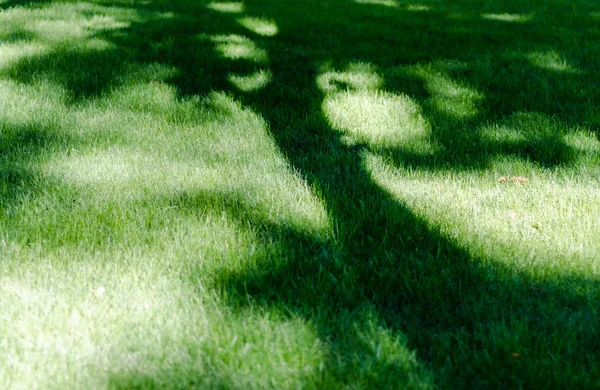 Gramado Parque Com Grama Verde Uma Sombra Uma Árvore Sobre — Fotografia de Stock