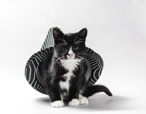 猫下帽子黑色小猫与带条纹头饰的白色爪子 — 图库照片