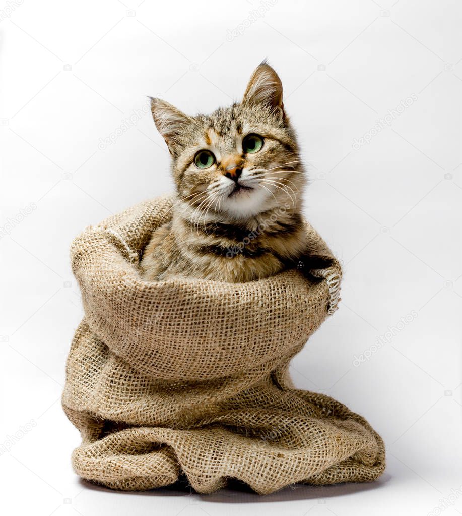 gray kitten with green eyes in a bag on a light background