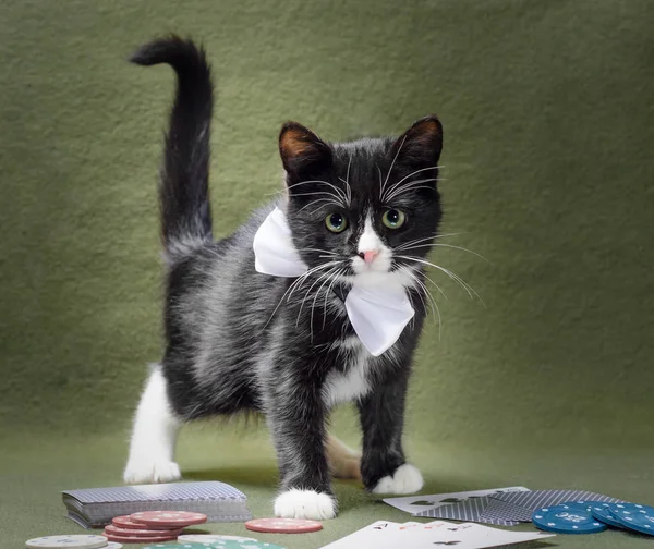 Zwart-wit katje op een groene achtergrond met kaarten en chip — Stockfoto