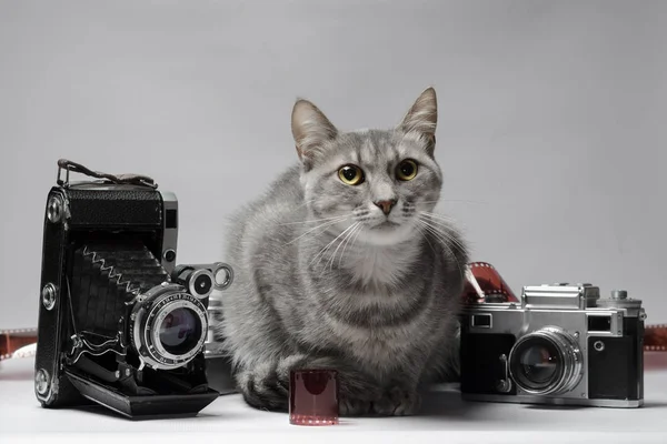 Χρώμα γκρι τιγρέ γάτα κάθεται δίπλα εκλεκτής ποιότητας κάμερες και ταινία σε gr — Φωτογραφία Αρχείου