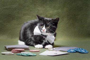 kartları ve poker oynamak için fiş yeşil bir arka plan üzerinde siyah beyaz üzgün kedi