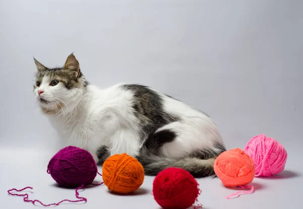 Белый пятнистый пушистый кот среди разноцветных шаров шерстяной пряжи — стоковое фото