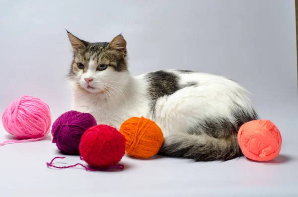 white spotted fluffy cat among multi-colored balls of wool yarn