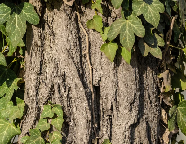 Зелене Листя Плюща Дереві Крупним Планом — стокове фото