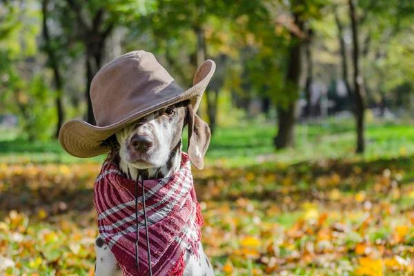 Dalmatiska hund i en brun cowboy hatt och pläd mot bakgr — Stockfoto