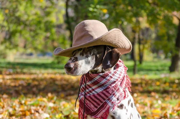 Dalmatian dog in a brown cowboy hat and red plaid against the background of yellow autumn fallen leaves