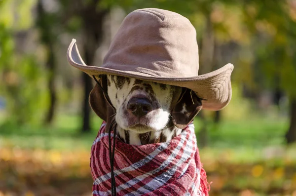 Dalmatiska hund i en brun cowboy hatt och pläd mot bakgr — Stockfoto