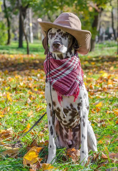 Male Dalmatian dog in a brown cowboy hat and plaid against the b