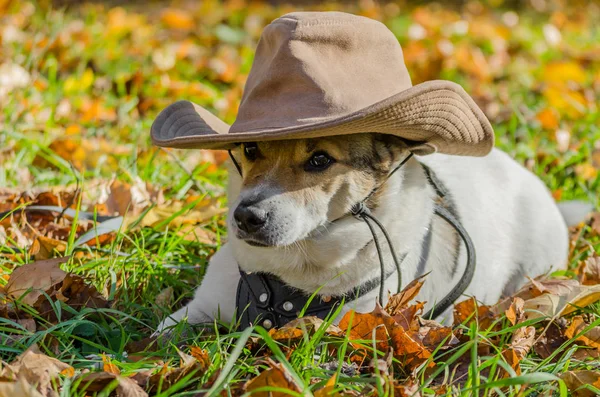 Renrasiga fett hund liggande på de gula höstlöv fallit, raisi — Stockfoto