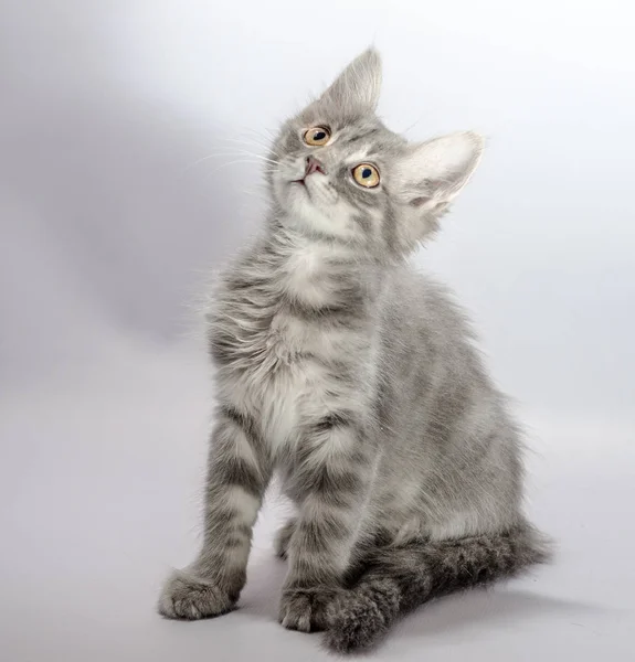 Chaton rayé aux yeux jaunes gris s'assoit sur un fond clair — Photo