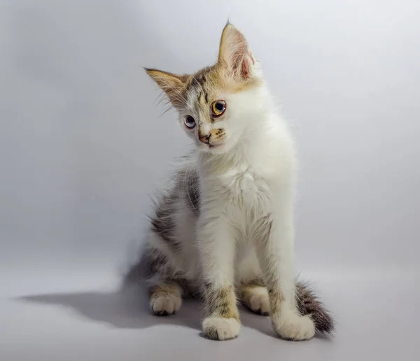 Bianco dagli occhi gialli maculato gattino si siede su uno sfondo chiaro loo — Foto Stock